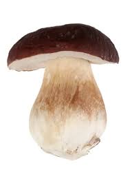 Attēlu rezultāti vaicājumam “Boletus pinophilus”