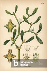 Attēlu rezultāti vaicājumam “Viscum album”