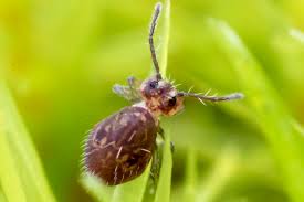 Attēlu rezultāti vaicājumam “Ptenothrix sp.”