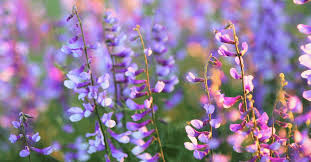 Attēlu rezultāti vaicājumam “Galega orientalis”