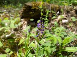 Attēlu rezultāti vaicājumam “Polygala comosa flower”