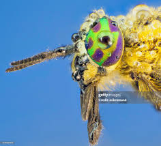 Attēlu rezultāti vaicājumam “Haematopota sp.”