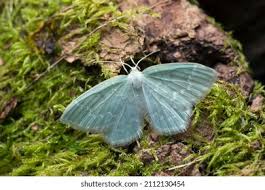 Attēlu rezultāti vaicājumam “Jodis putata”