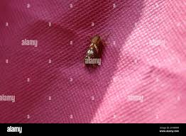 Attēlu rezultāti vaicājumam “Phymatopus hecta”