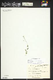 Attēlu rezultāti vaicājumam “Draba nemorosa fruit”