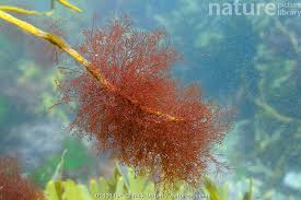 Attēlu rezultāti vaicājumam “Ceramium sp.”