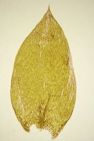 Attēlu rezultāti vaicājumam “Plagiothecium latebricola”