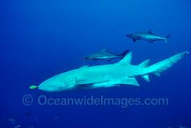 Image result for Nebrius ferrugineus