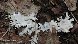 Attēlu rezultāti vaicājumam “Sebacina incrustans”