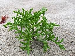 Attēlu rezultāti vaicājumam “Cakile maritima subsp. baltica leaf”