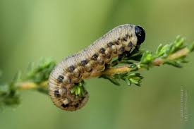 Attēlu rezultāti vaicājumam “Neodiprion sertifer larva”