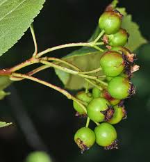 Attēlu rezultāti vaicājumam “Crataegus macracantha”