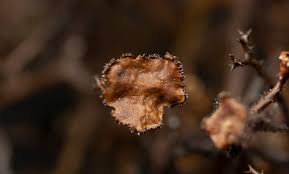 Attēlu rezultāti vaicājumam “Cetraria aculeata”