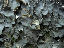 Attēlu rezultāti vaicājumam “Peltigera”