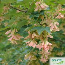 Attēlu rezultāti vaicājumam “Acer pseudoplatanus”