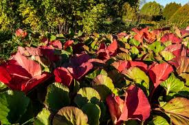 Image result for Bergenie