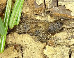 Attēlu rezultāti vaicājumam “Anthribus nebulosus”