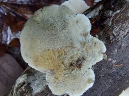 Attēlu rezultāti vaicājumam “Trametes ochracea”