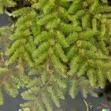 Attēlu rezultāti vaicājumam “Myriophyllum spicatum”