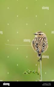 Attēlu rezultāti vaicājumam “Saxicola rubetra juvenile”