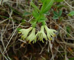 Attēlu rezultāti vaicājumam “Lonicera caerulea var. pallasii flower”