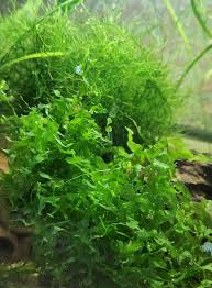 Attēlu rezultāti vaicājumam “Jungermannia subulata”