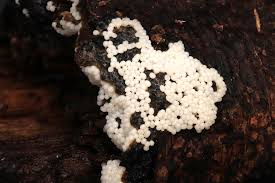 Attēlu rezultāti vaicājumam “Metatrichia floriformis stalked”