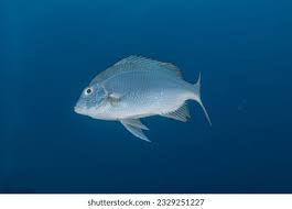 Image result for Calamus bajonado