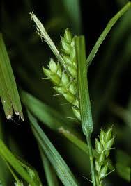 Attēlu rezultāti vaicājumam “Carex globularis”