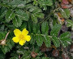 Attēlu rezultāti vaicājumam “Argentina anserina leaf”