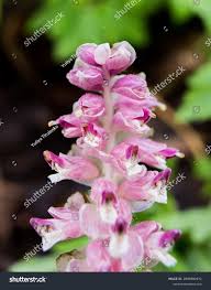Attēlu rezultāti vaicājumam “Lathraea squamaria flower”