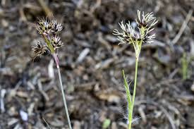 Attēlu rezultāti vaicājumam “Luzula campestris fruit”