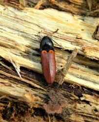 Attēlu rezultāti vaicājumam “Ampedus pomorum”