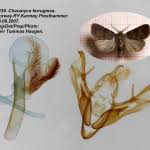 Attēlu rezultāti vaicājumam “Rusina ferruginea male”