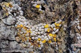 Attēlu rezultāti vaicājumam “Perichaena depressa spores”