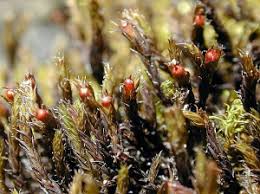 Attēlu rezultāti vaicājumam “Schistidium robustum sporophyte”