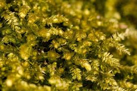 Attēlu rezultāti vaicājumam “Oxyrrhynchium hians var. rigidum”