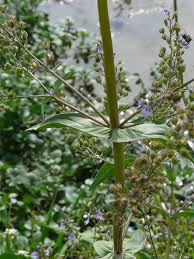 Attēlu rezultāti vaicājumam “Veronica anagallis-aquatica leaf”