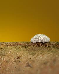 Attēlu rezultāti vaicājumam “Didymium clavus spores”