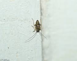 Attēlu rezultāti vaicājumam “Psococerastis gibbosa”