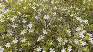 Attēlu rezultāti vaicājumam “Moehringia lateriflora flower”