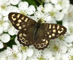 Attēlu rezultāti vaicājumam “Pararge aegeria”