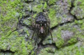 Attēlu rezultāti vaicājumam “Gibbaranea gibbosa”