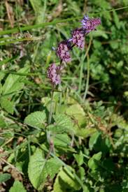 Attēlu rezultāti vaicājumam “Salvia verticillata”