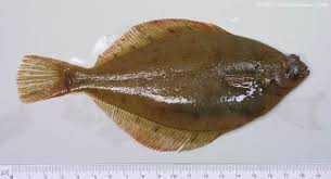 Image result for Limanda limanda