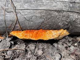 Attēlu rezultāti vaicājumam “Pycnoporellus alboluteus”