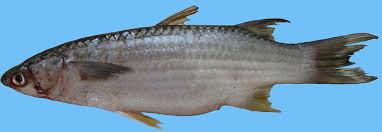 Image result for Chelon dumerili