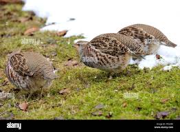Attēlu rezultāti vaicājumam “Perdix perdix”