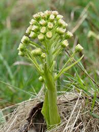 Attēlu rezultāti vaicājumam “Petasites spurius”