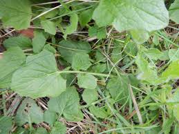 Attēlu rezultāti vaicājumam “Lapsana communis leaf”